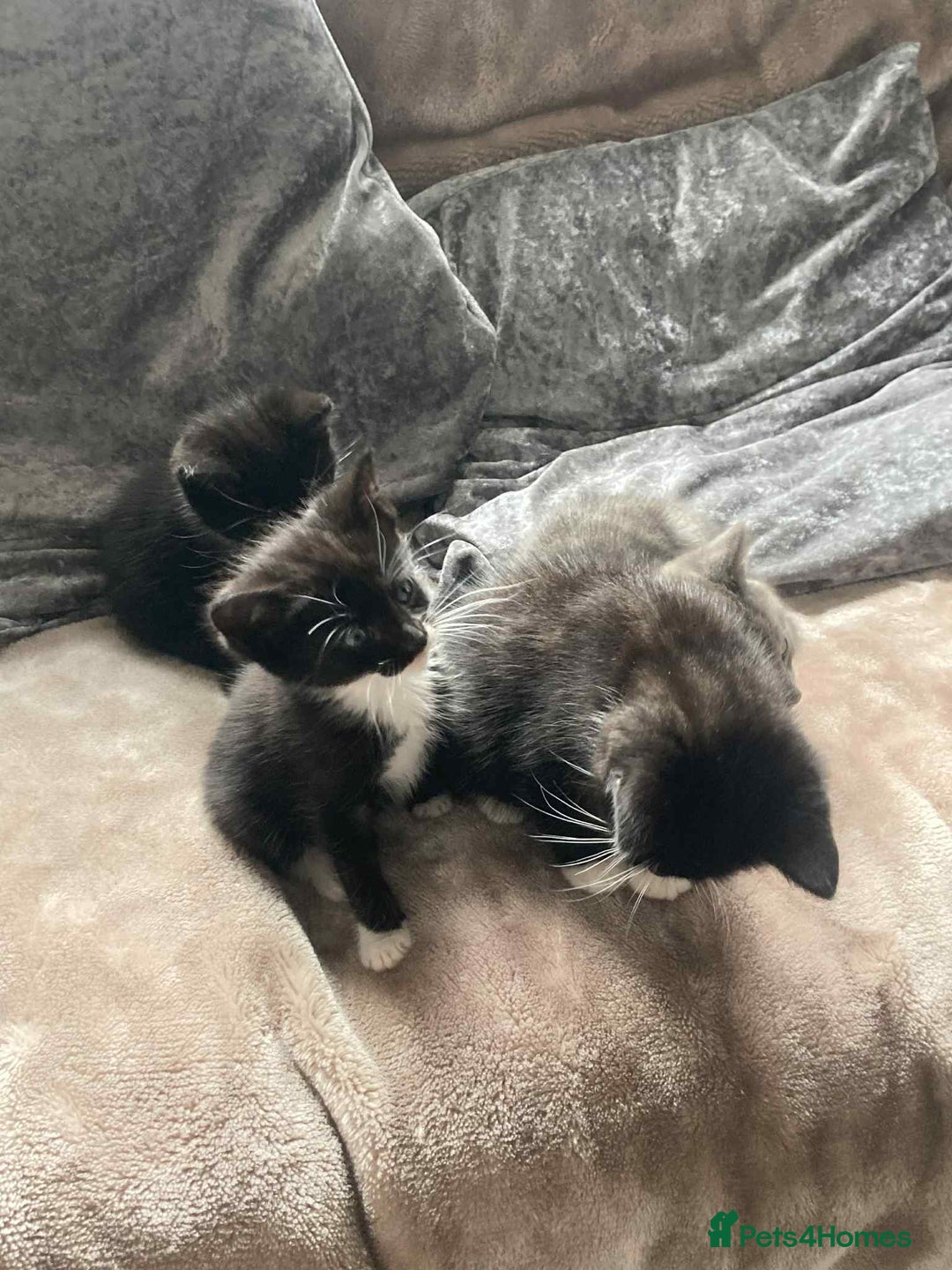 Mixed Breed cats for sale: Kittens for sale - Image 7