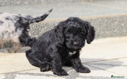 Cockapoo dogs for sale: F1 Cockapoo puppies for sale  - Image 7