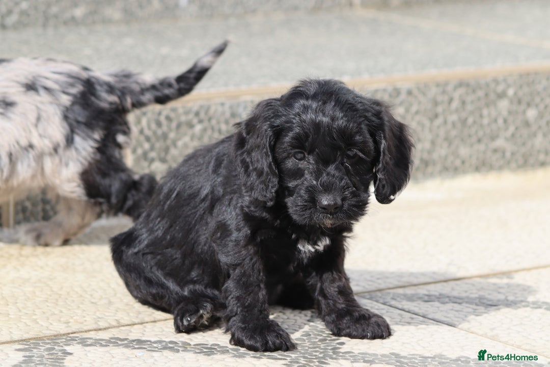 Cockapoo dogs for sale: F1 Cockapoo puppies for sale  - Image 7