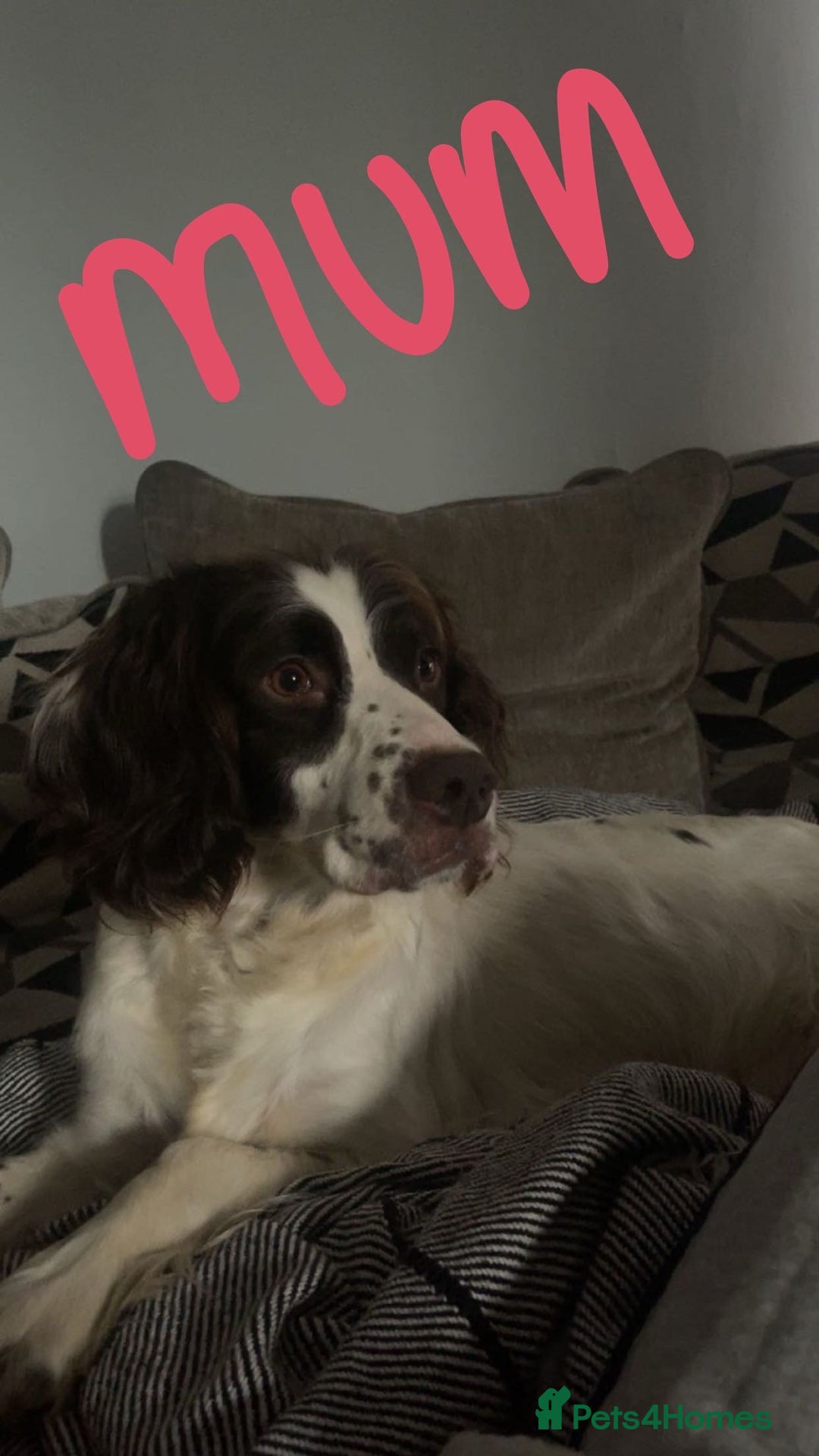 English Springer Spaniel dogs for sale: Springer pups  - Advert 1