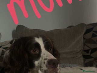 English Springer Spaniel dogs Springer pups - Advert 1