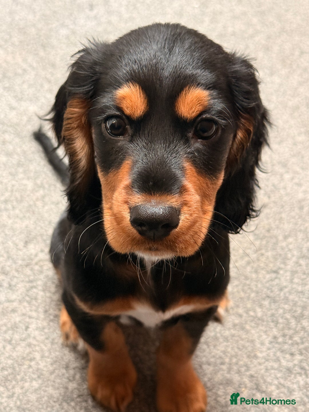 Sprocker dogs for sale: 5 month old female sprocker puppy for sale  - Advert 11