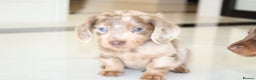 Miniature Dachshund dogs for sale: Kennel Club Registered Miniature Dachshund Puppies in Faversham - Advert 6