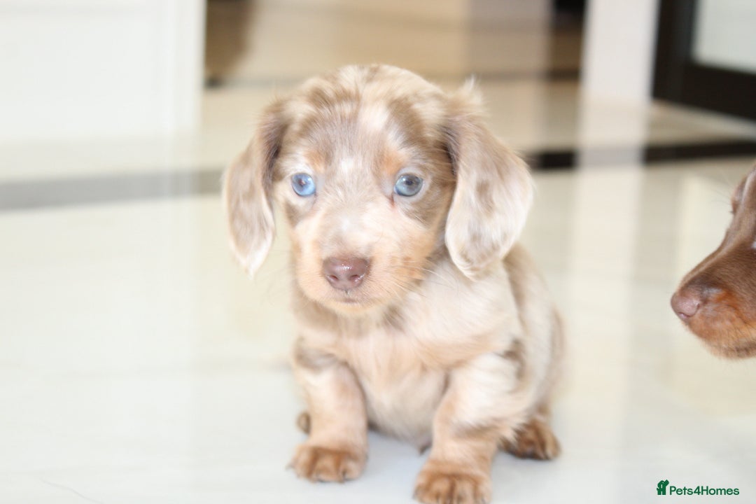 Miniature Dachshund dogs for sale: Kennel Club Registered Miniature Dachshund Puppies in Faversham - Advert 6