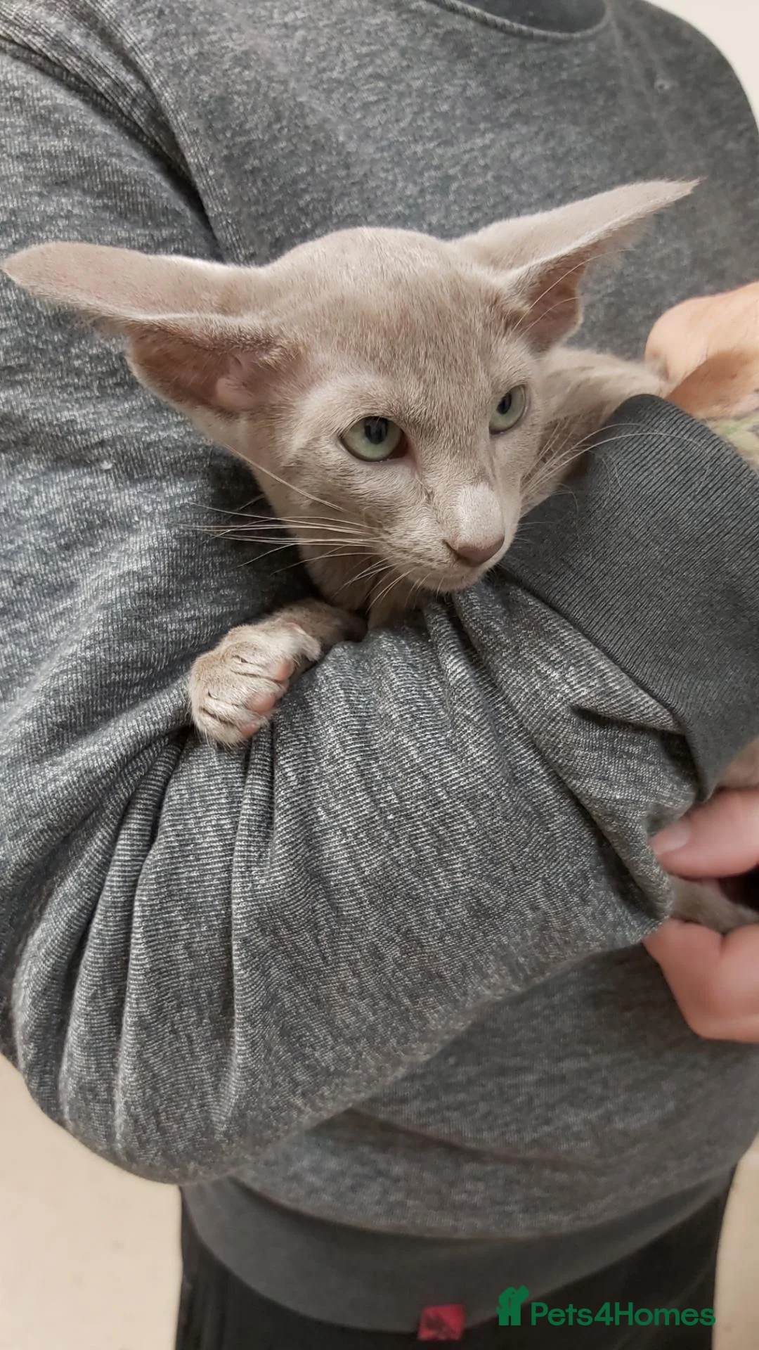 Oriental cats for sale: FULL Pedigree Oriental XL size ears GCCF1380 - Advert 2