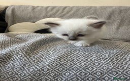 Birman cats for sale: Lovely Birman kittens  - Image 7