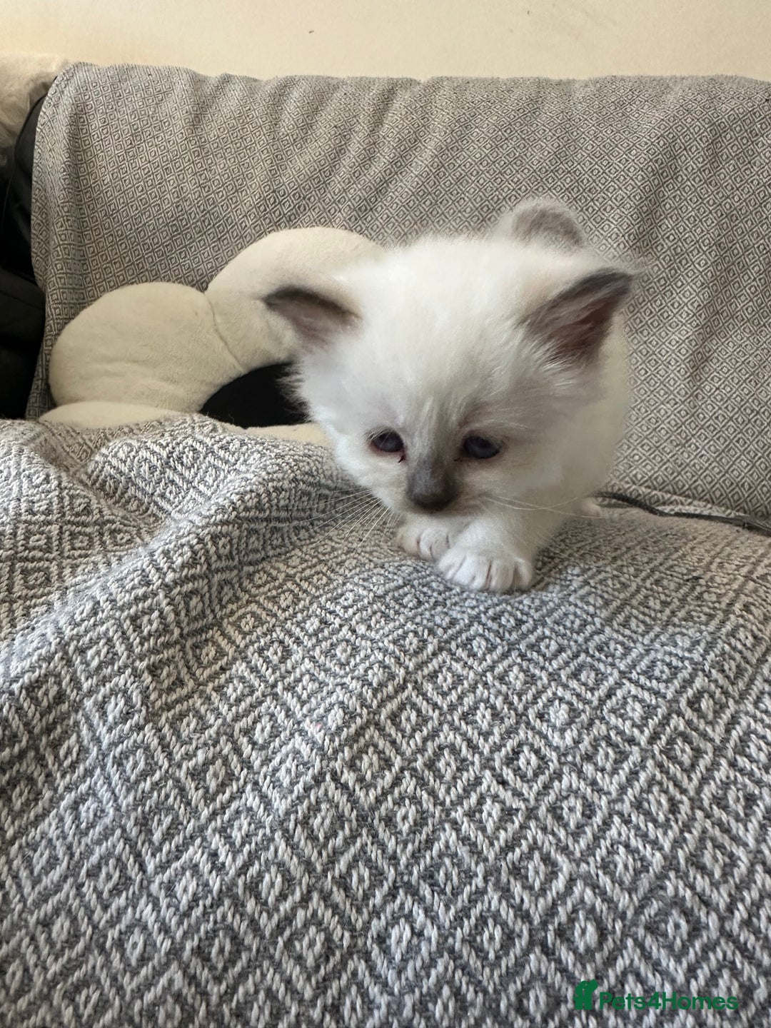 Birman cats for sale: Lovely Birman kittens  - Image 7