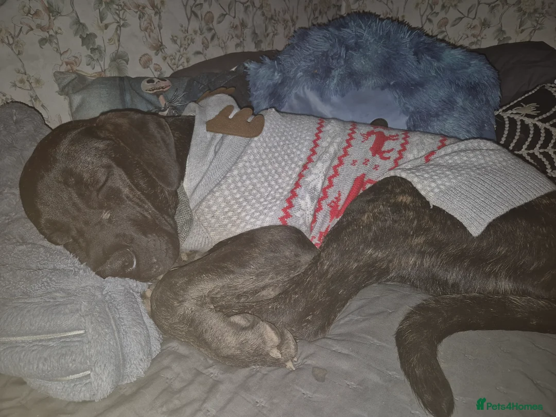 Mixed Breed dogs for sale: Mastiff mix needs a working home  - Advert 4