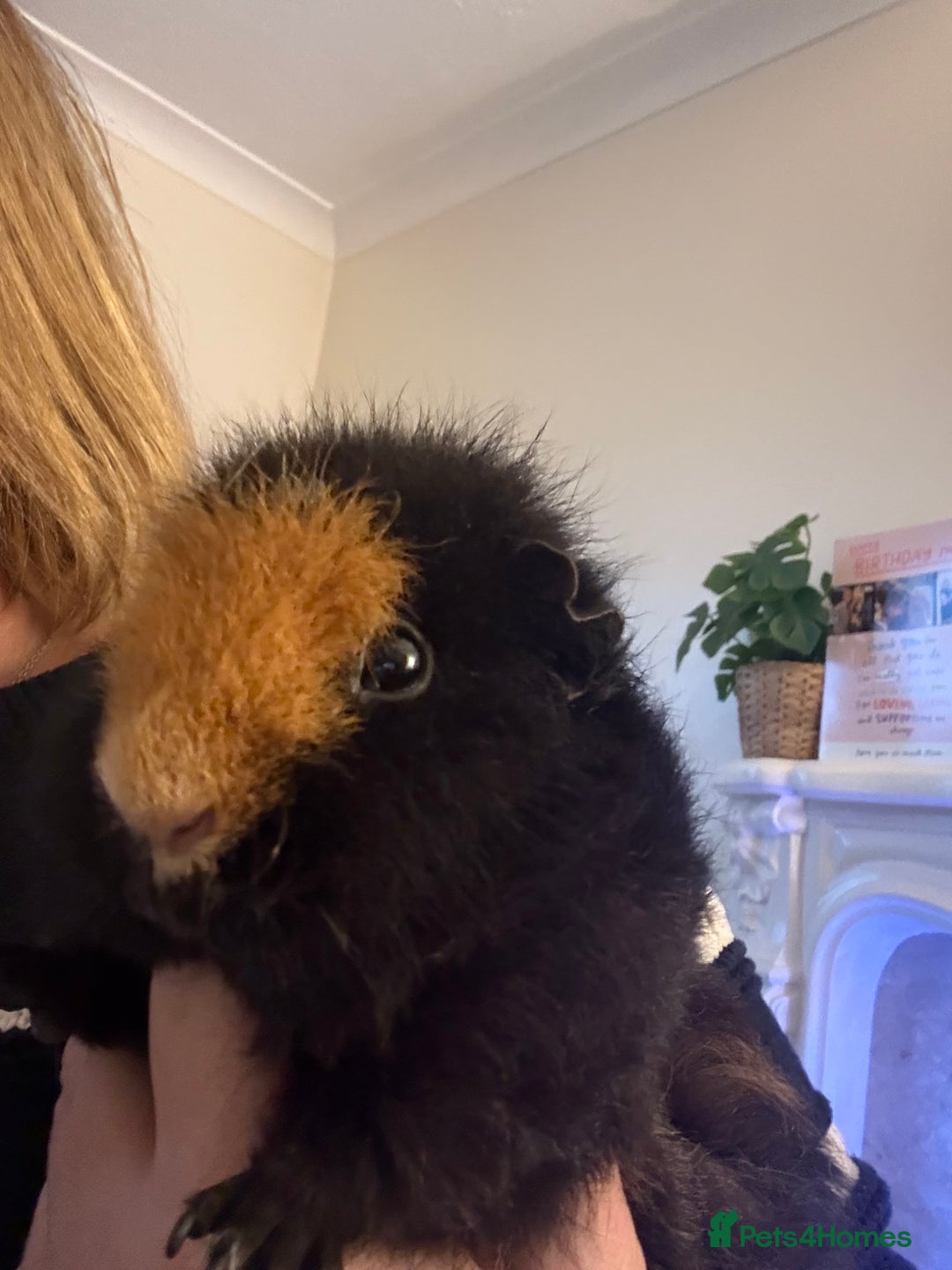 Guinea Pig rodents for sale: Beautiful guinea pig girls - Advert 7