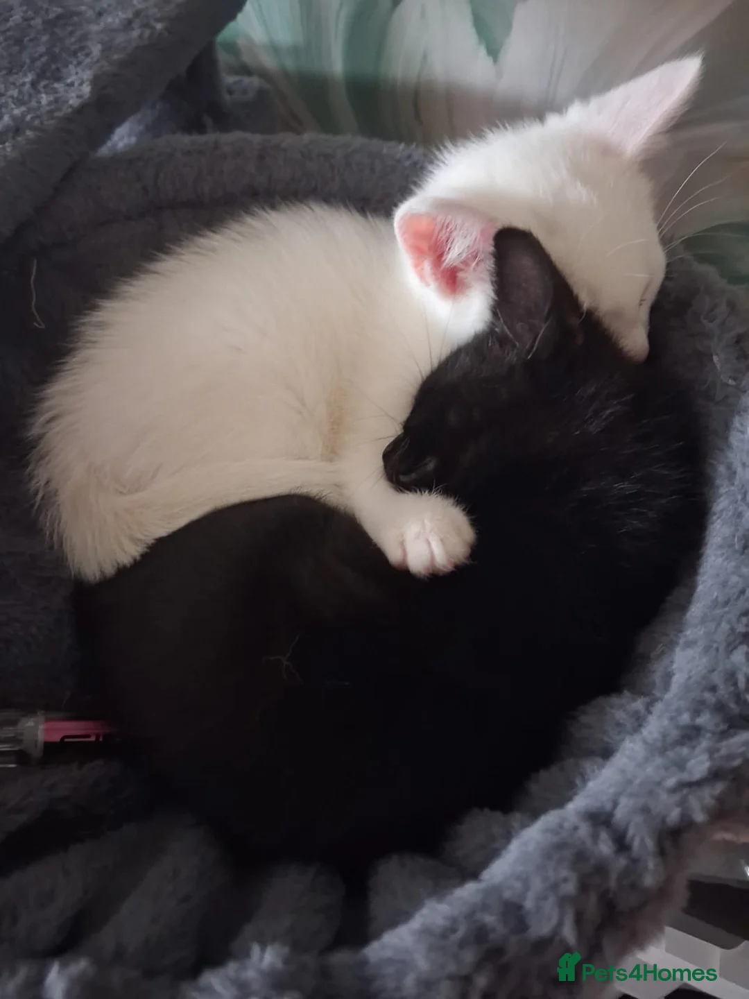 Mixed Breed cats for sale: FEMALE BLACK SAFC KITTEN READY TO GO - Advert 2
