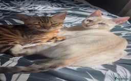 Bengal cats for sale: Beautiful Charcoal Bengal Female Kittens 🐾  - Image 10