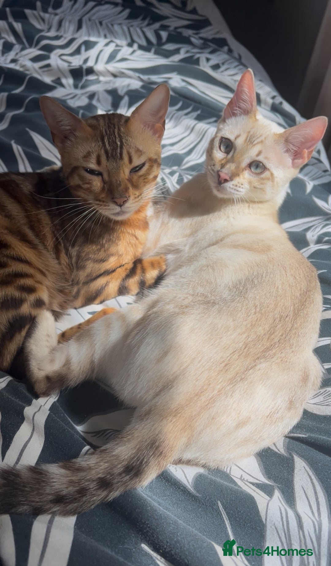 Bengal cats for sale: Beautiful Charcoal Bengal Female Kittens 🐾  - Image 10