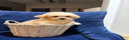 Poochon dogs for sale: READY TO NOW ♥️♥️ - Advert 9