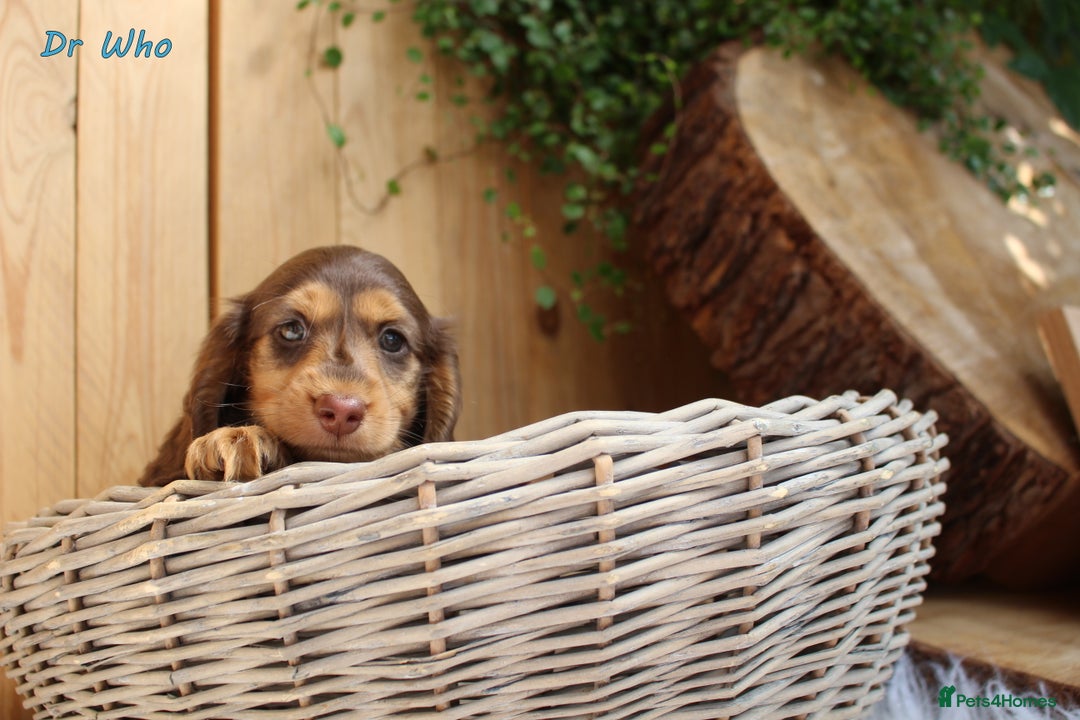 Miniature Dachshund dogs for sale: KC Health tested Licensed breeder 12 years exp - Image 23