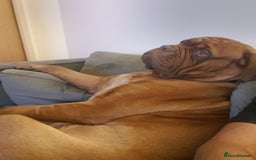 Dogue De Bordeaux dogs for stud: Dougie for stud - Image 5
