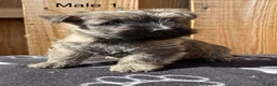 Cairn Terrier dogs for sale: beautiful health tested cairn terriers - Advert 3