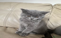 British Shorthair cats for sale: British shorthair kittens - Image 6