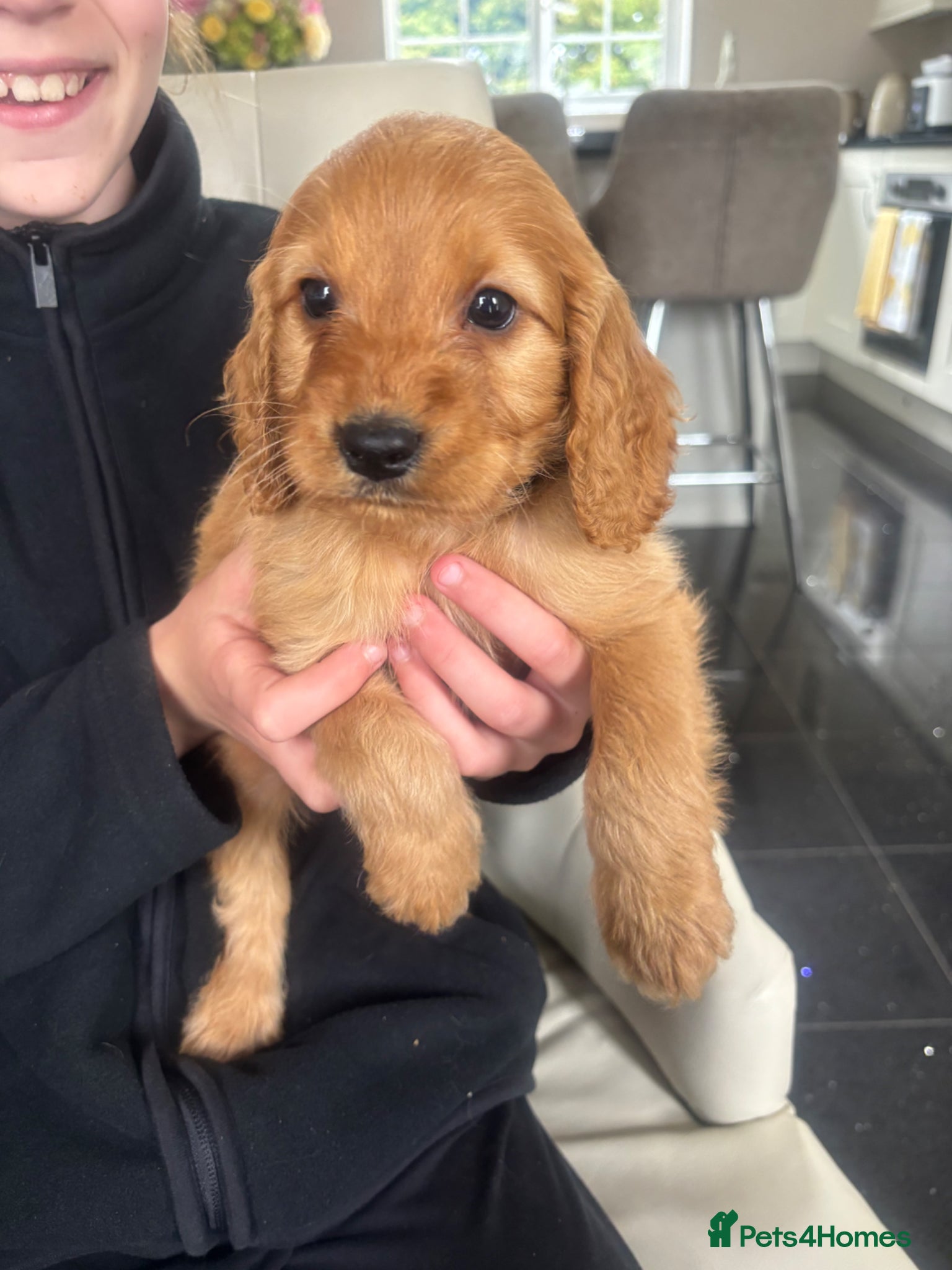 Cockapoo dogs Beautiful F1 Cockerpoo’s - Advert 4