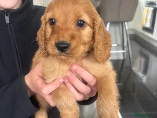 Cockapoo dogs Beautiful F1 Cockerpoo’s - Advert 6