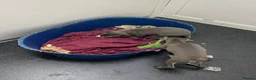 Italian Greyhound dogs for sale: Handsome Italian greyhound - Advert 7