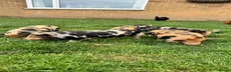 Pig livestock for sale: Pure kunekune piglets for sale.  - Advert 2