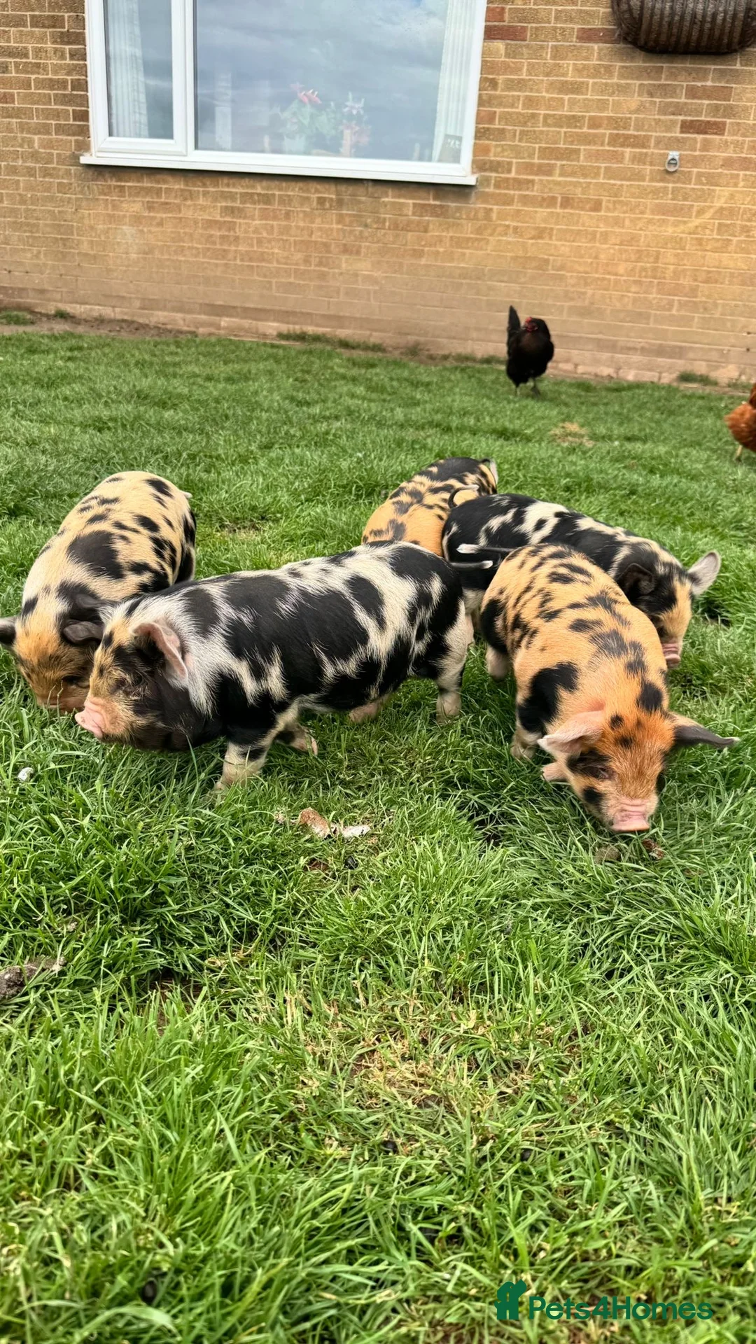 Pig livestock for sale: Pure kunekune piglets for sale.  - Advert 2