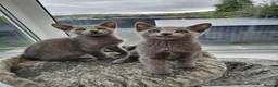 Russian Blue cats for sale: GCCF Registered Russian Blue Kittens – Ready Now  - Advert 2