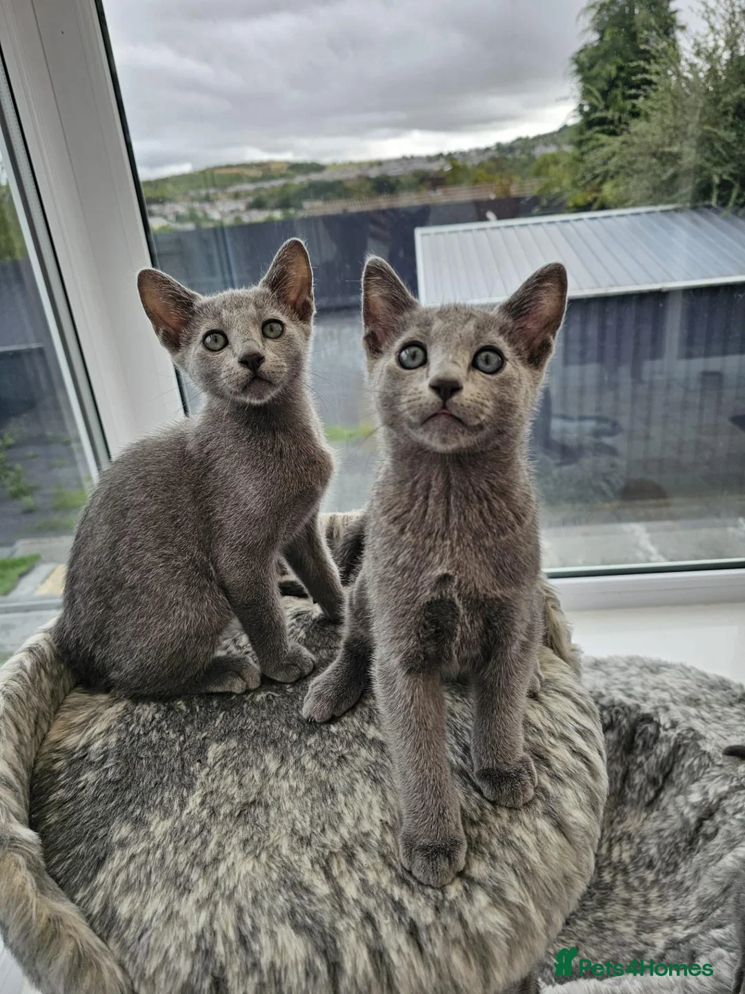 Russian Blue cats for sale: GCCF Registered Russian Blue Kittens – Ready Now  - Advert 2