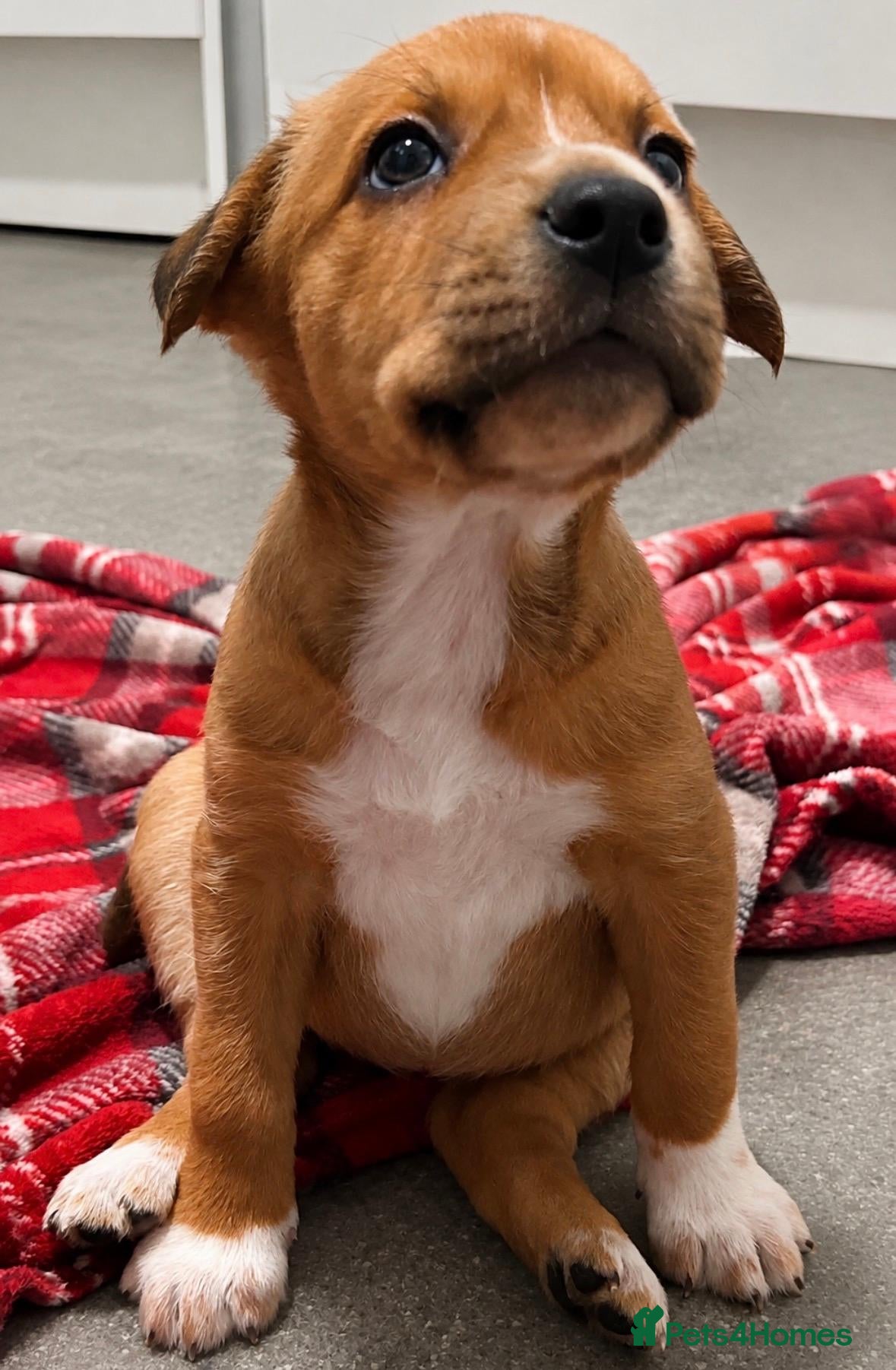 Mixed Breed dogs 💗 One very special little girl remaining £500 🐾 - Advert 1