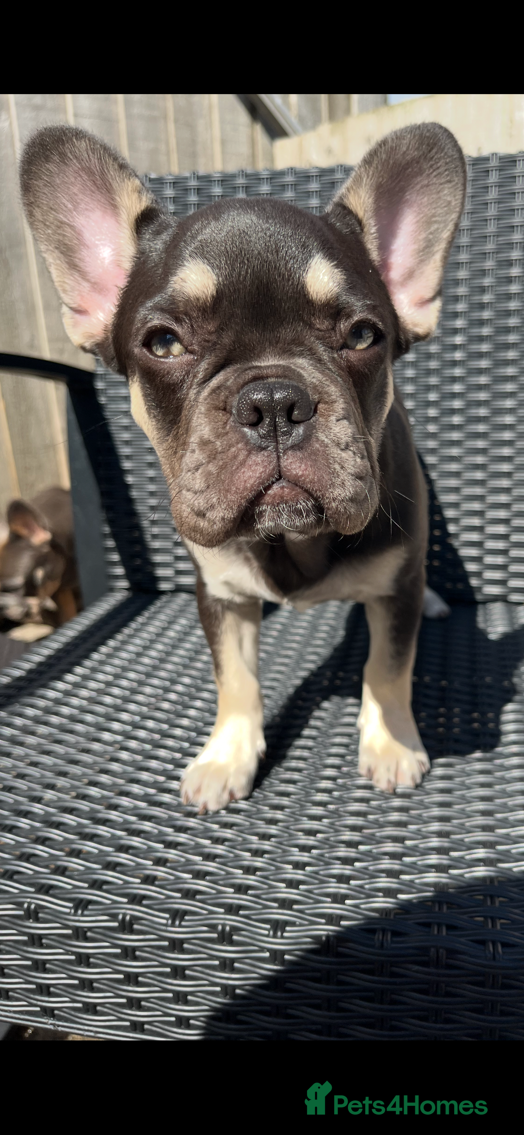 French Bulldog dogs for sale: Beautiful French bulls  - Image 14