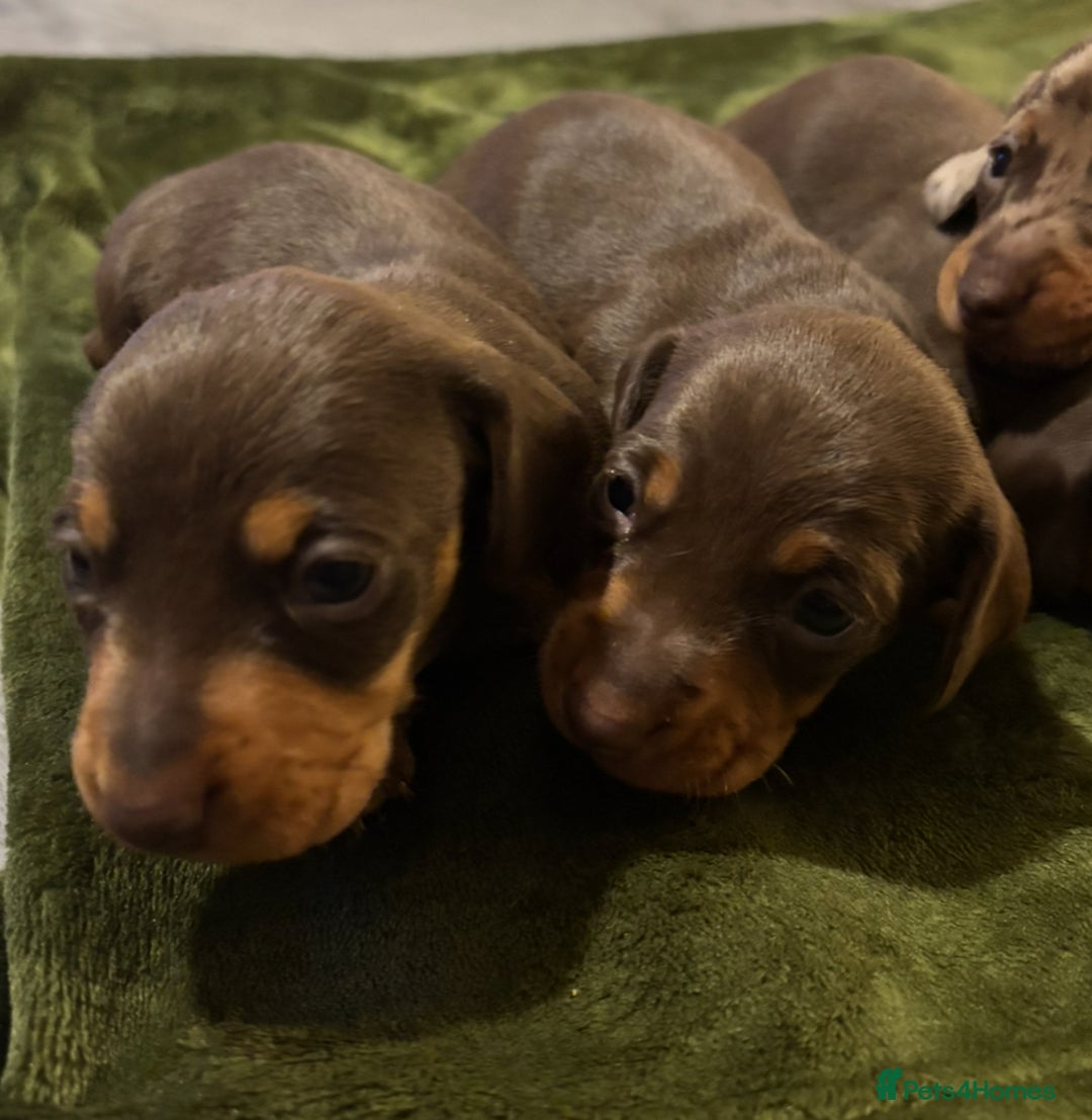 Miniature Dachshund dogs for sale: KC Reg Miniature Dachshund Puppies - Image 7