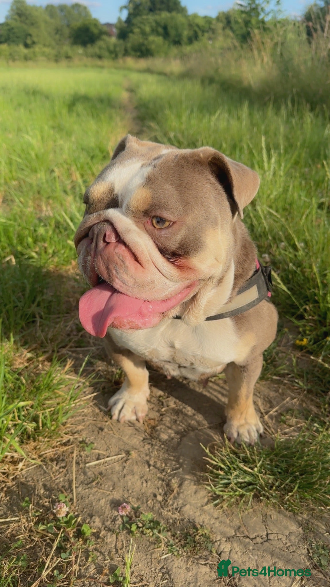 English Bulldog dogs Female english bulldog  - Advert 3