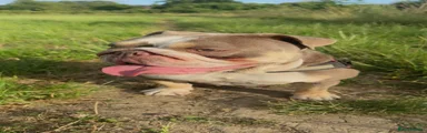 Willow