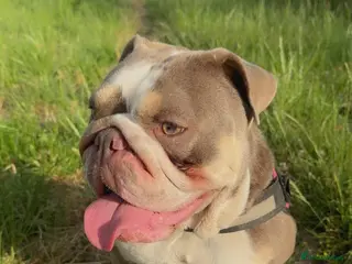 English Bulldog dogs Female english bulldog - Advert 2
