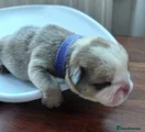 English Bulldog Puppy 8