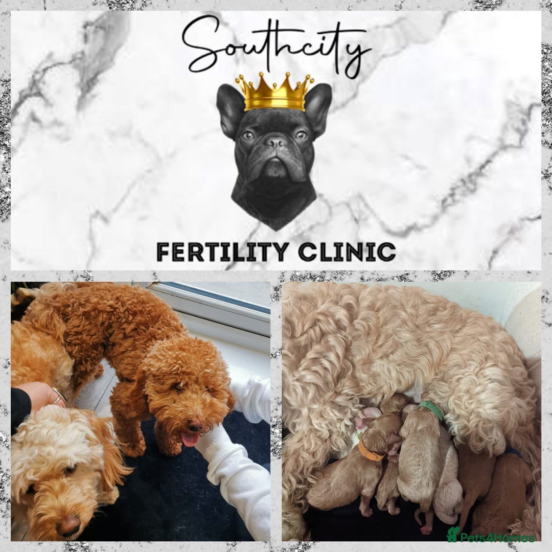 Miniature Poodle dogs for stud: RUPERT MINIATURE POODLE in Southampton - Advert 13