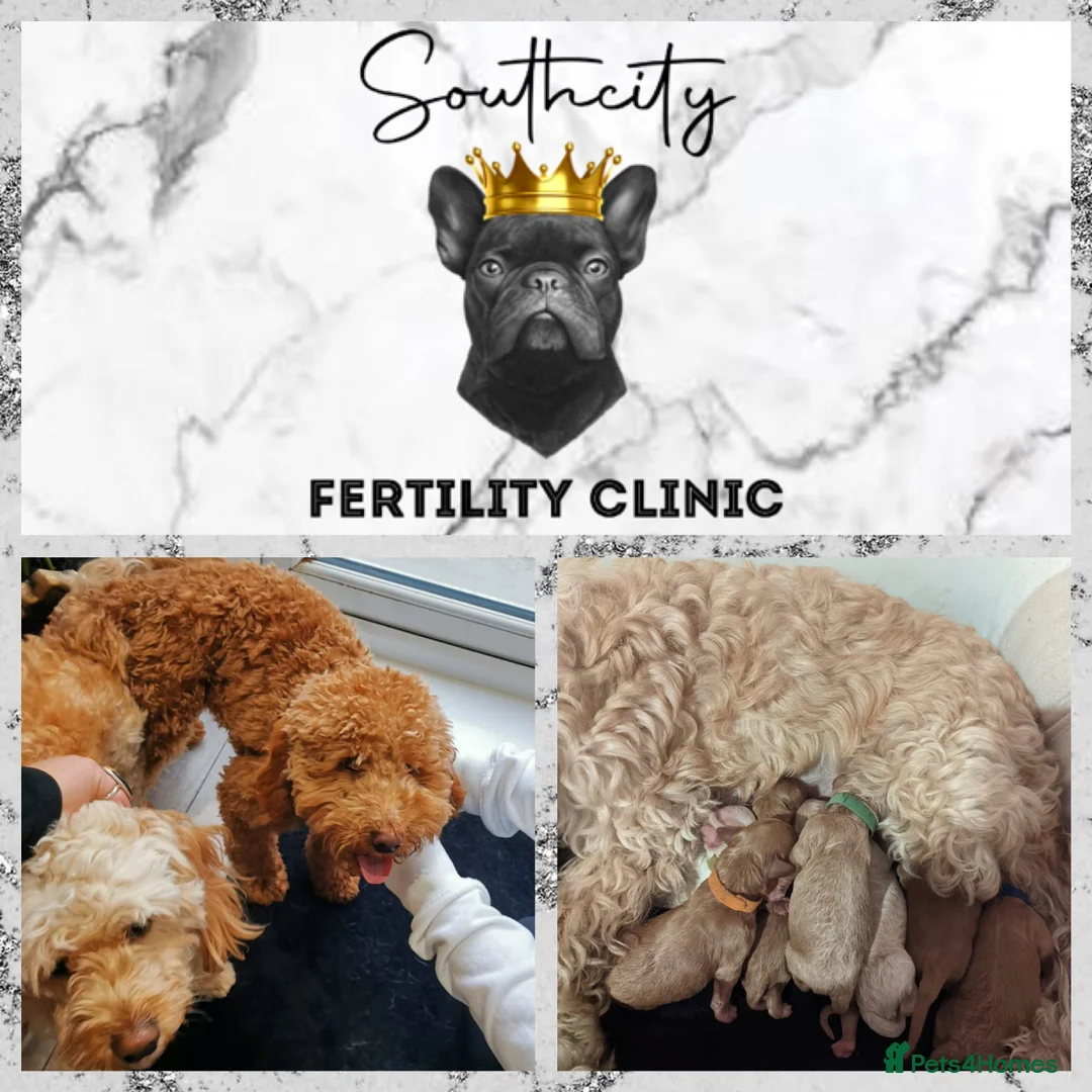 Miniature Poodle dogs for stud: RUPERT MINIATURE POODLE in Southampton - Advert 13