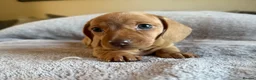 Miniature Dachshund dogs for sale: KC Registered Miniature Dachshund’s  - Advert 1