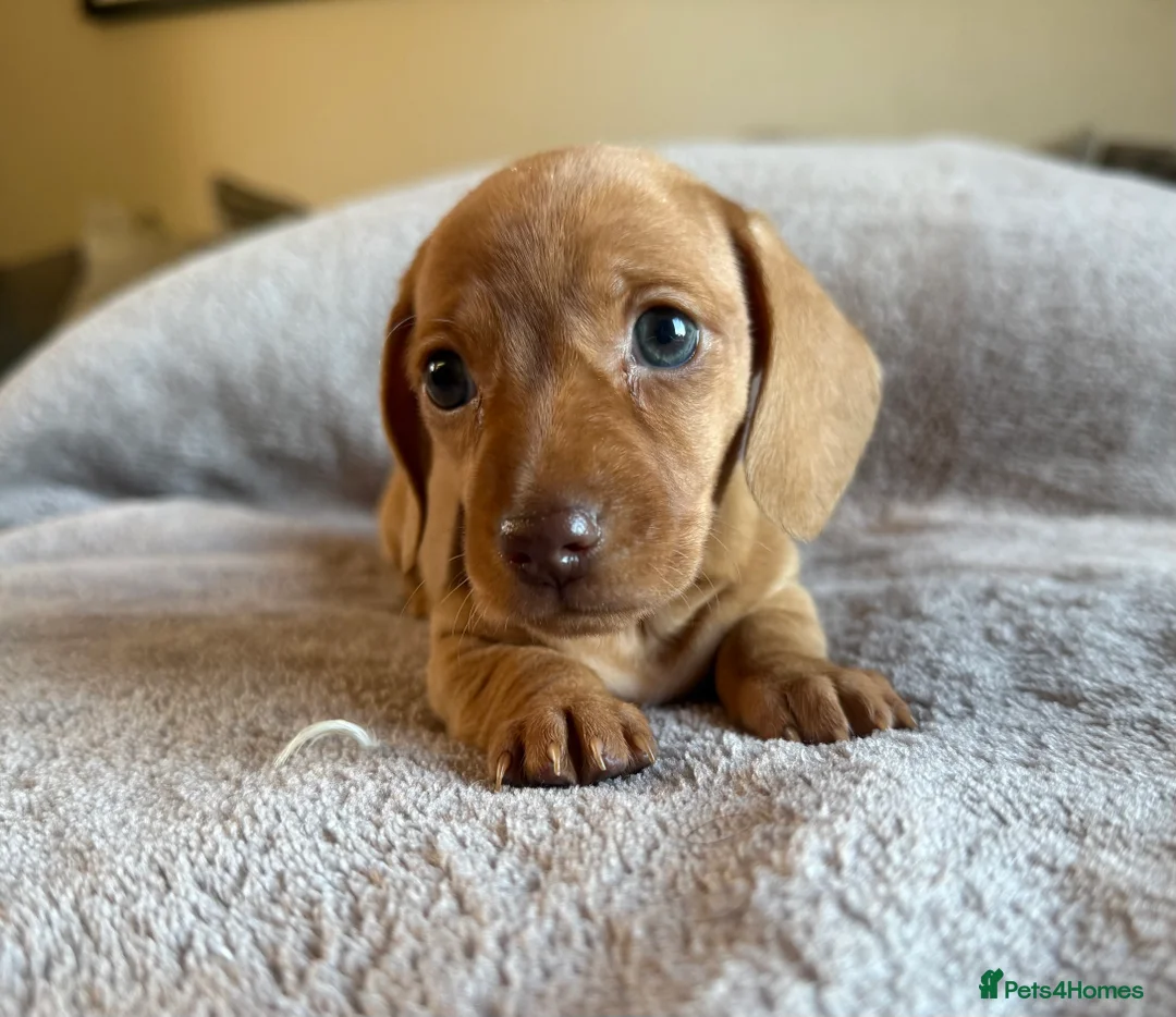 Miniature Dachshund dogs for sale: KC Registered Miniature Dachshund’s  - Advert 1