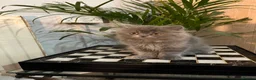 Persian cats for sale: Soo affectionate "Hand reared",persian kitten (M)  - Advert 6