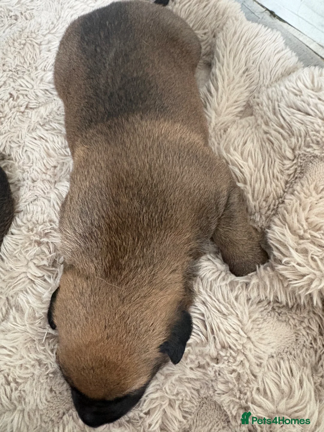 Mixed Breed dogs for sale: Belgain shepherd cross - Advert 19