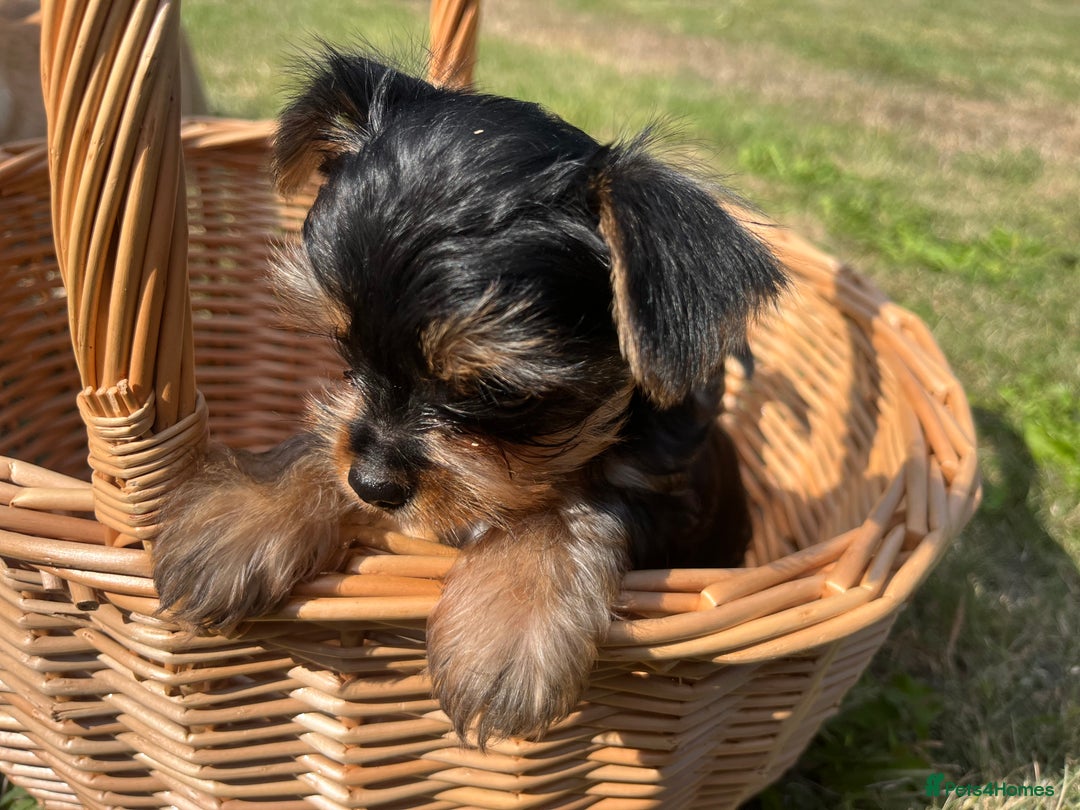 Chorkie dogs for sale: Chorkie puppies  - Image 6