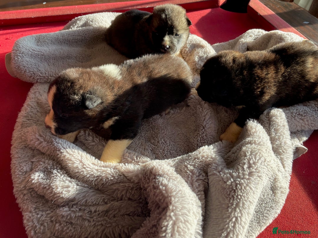 Akita dogs for sale: Stunning American Akita puppies - Advert 4