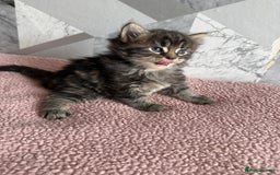 Mixed Breed cats for sale: 4 beautiful kittens  - Image 6