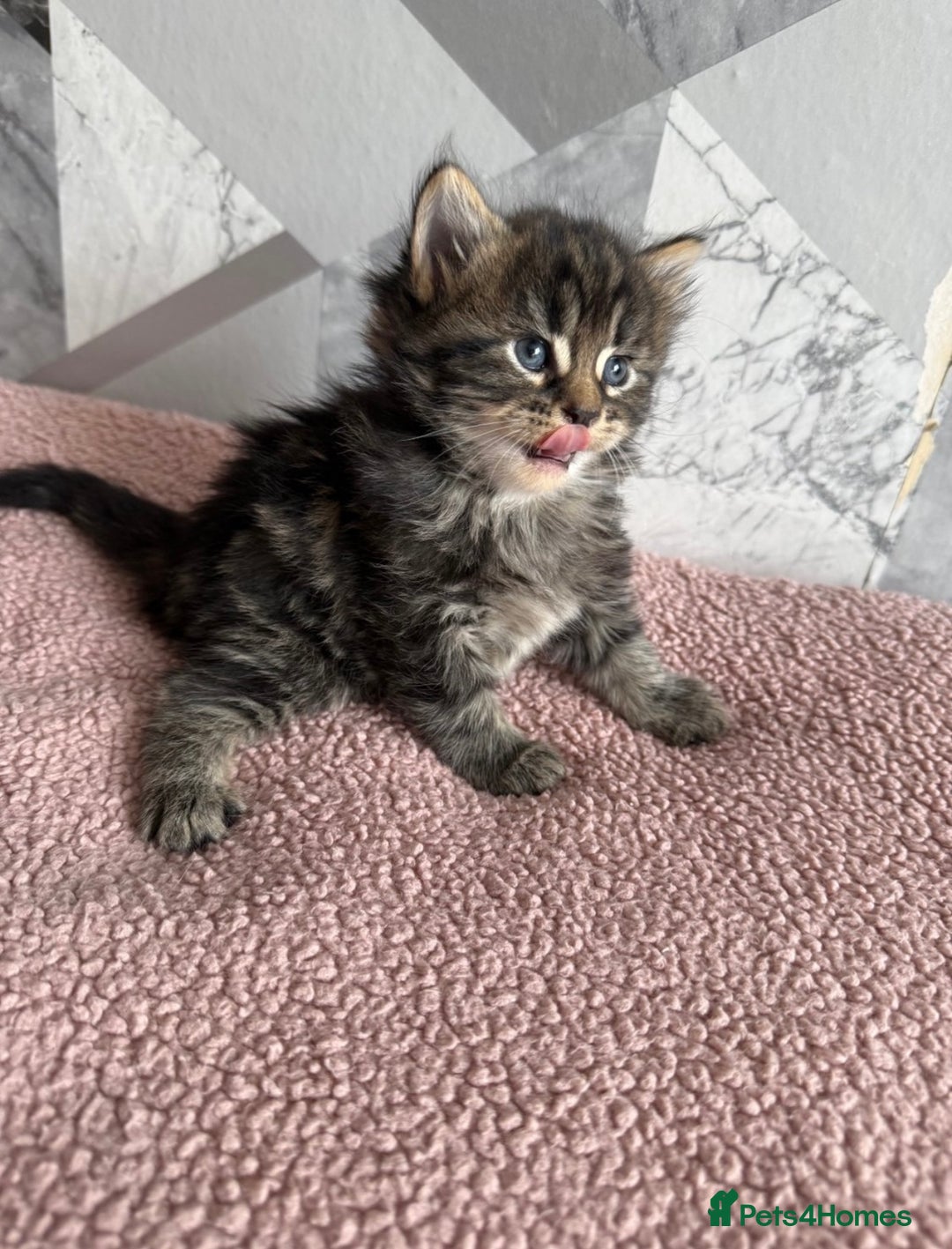 Mixed Breed cats for sale: 4 beautiful kittens  - Image 6
