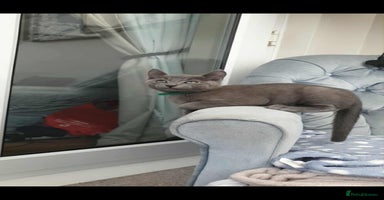Russian Blue cats - Advert 2