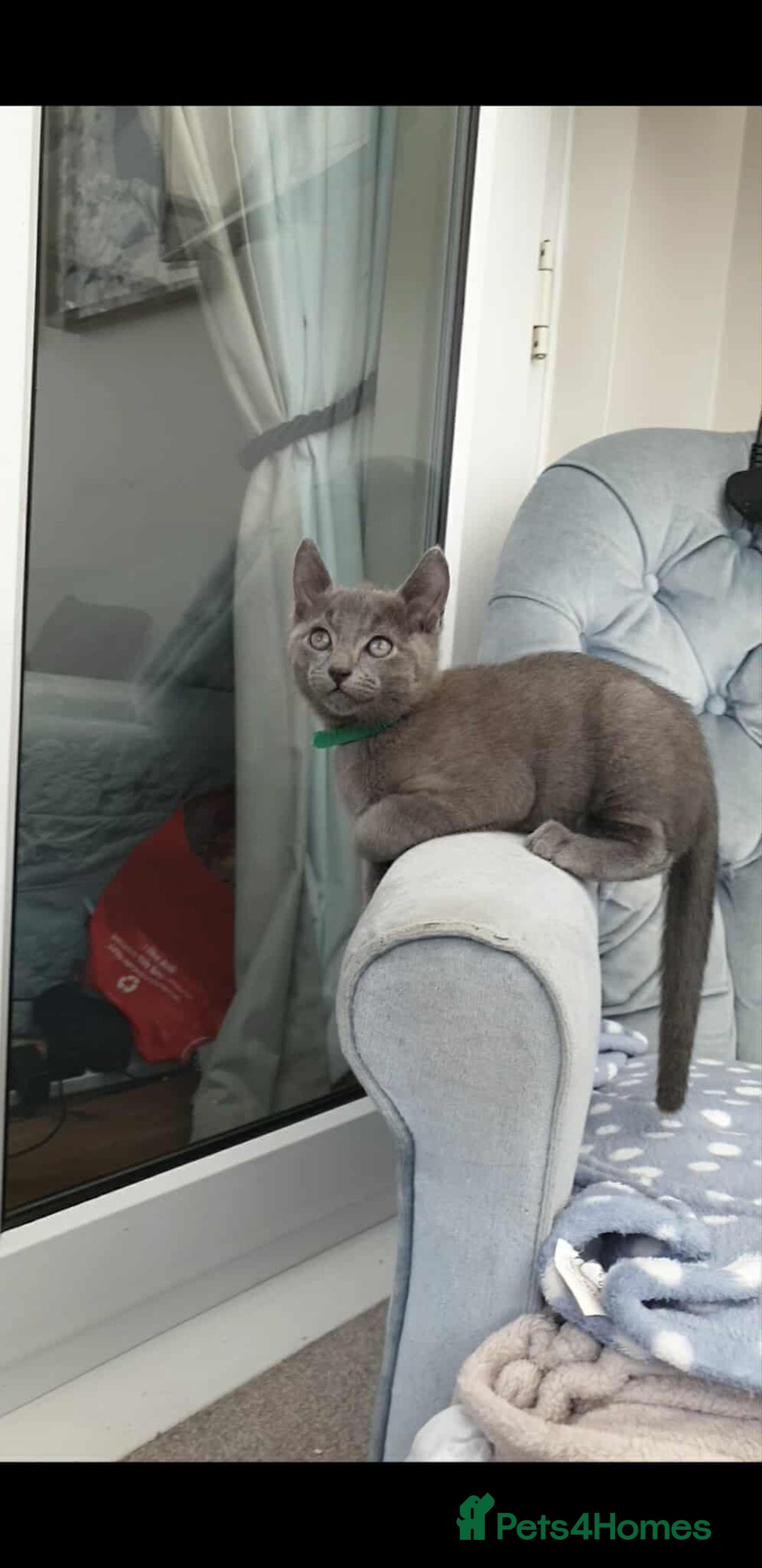 Russian Blue cats for sale: 5 Pure Pedigree Russian Blue Kittens *LAST MALE* - Image 14