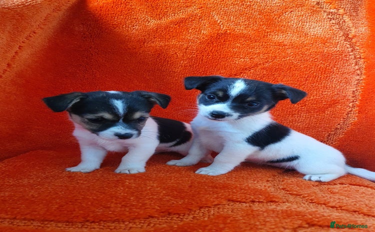 Jack Russell dogs - Advert 5
