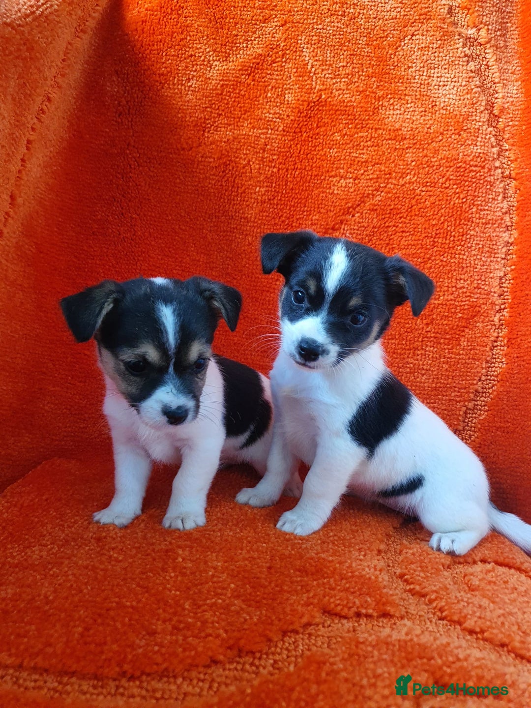 Jack Russell dogs for sale: Jack Russell puppies  - Image 1
