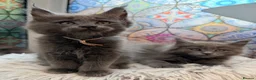 Maine Coon cats for sale: Beautiful high smoked blue & black smoked kittens  - Advert 30